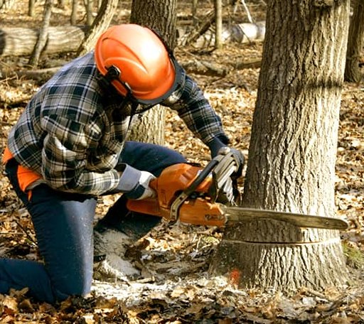Tree Removal in Newton, TX
